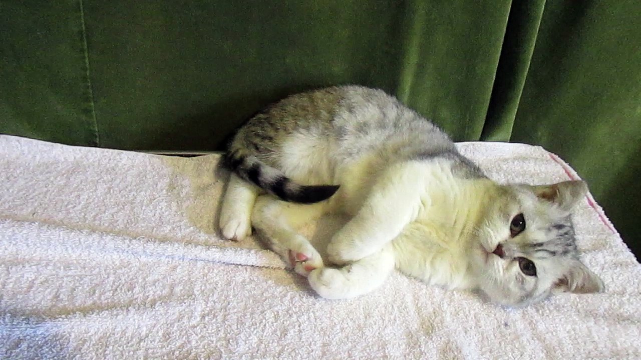 Chaton british shorthair a vendre : Heart's Desire's Malick- chatterie en dordogne -24-