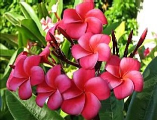 alam-lohar---mein-wekhda-reh-geya