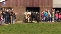 Ces vaches étaient restées enfermées pendant 6 mois sans voir le ciel, mais regardez leur réaction quand l'homme leur ou