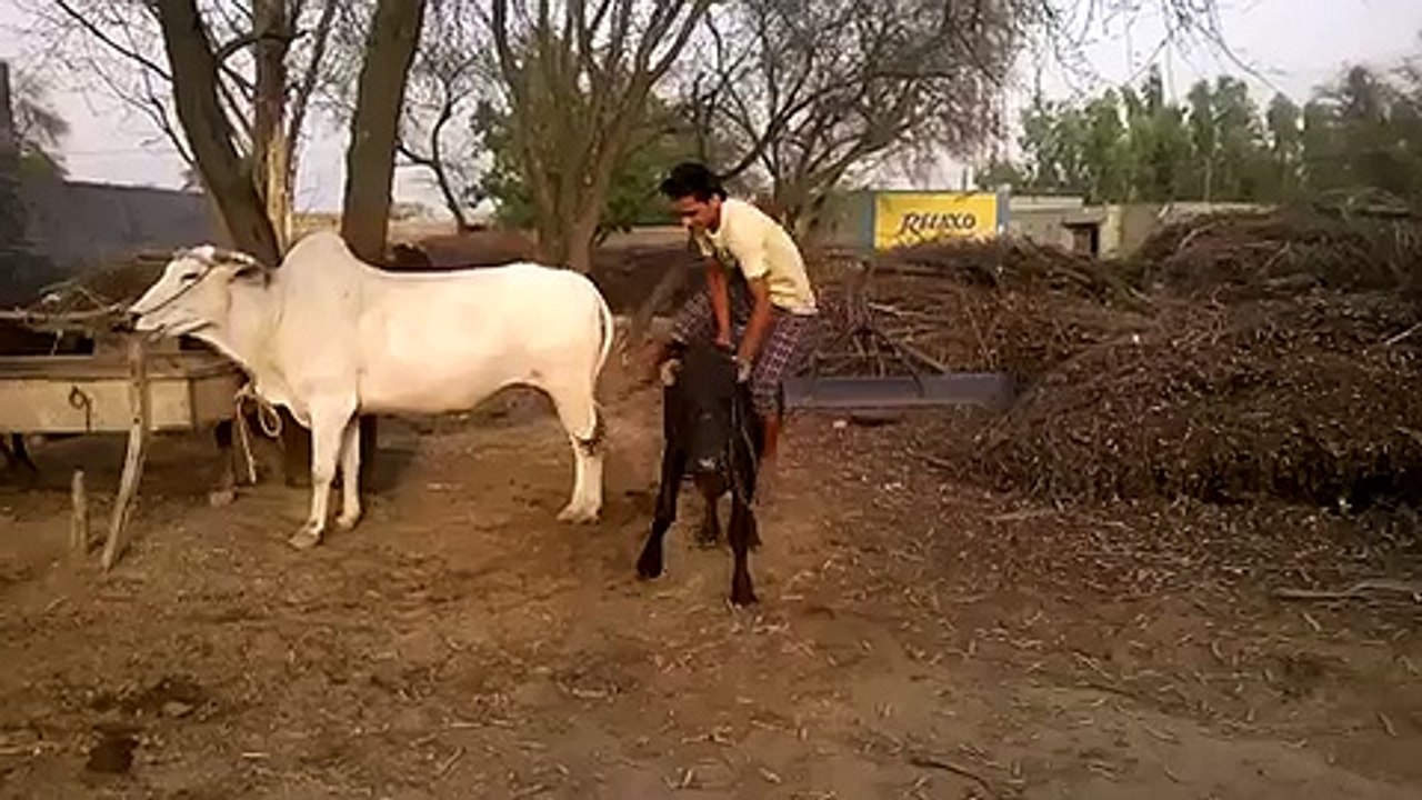Funny