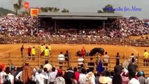 Most Awesome Buffalo Fighting Festival #2  - CRAZY Buffalo Fails - Funny videos  2016