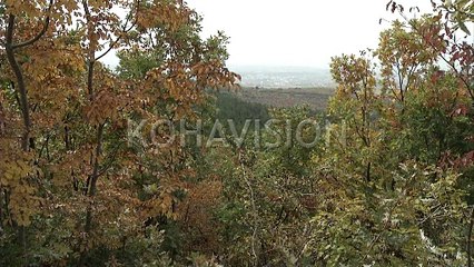 Në Suharekë masakër ndaj pyjeve, 15 mijë hektarë “ruhen” nga veç 7 veta