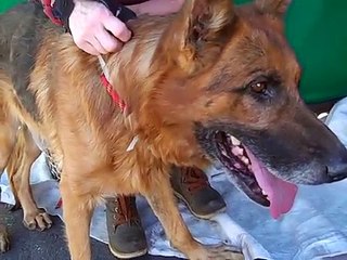 A4418592 Neo | German Shepherd