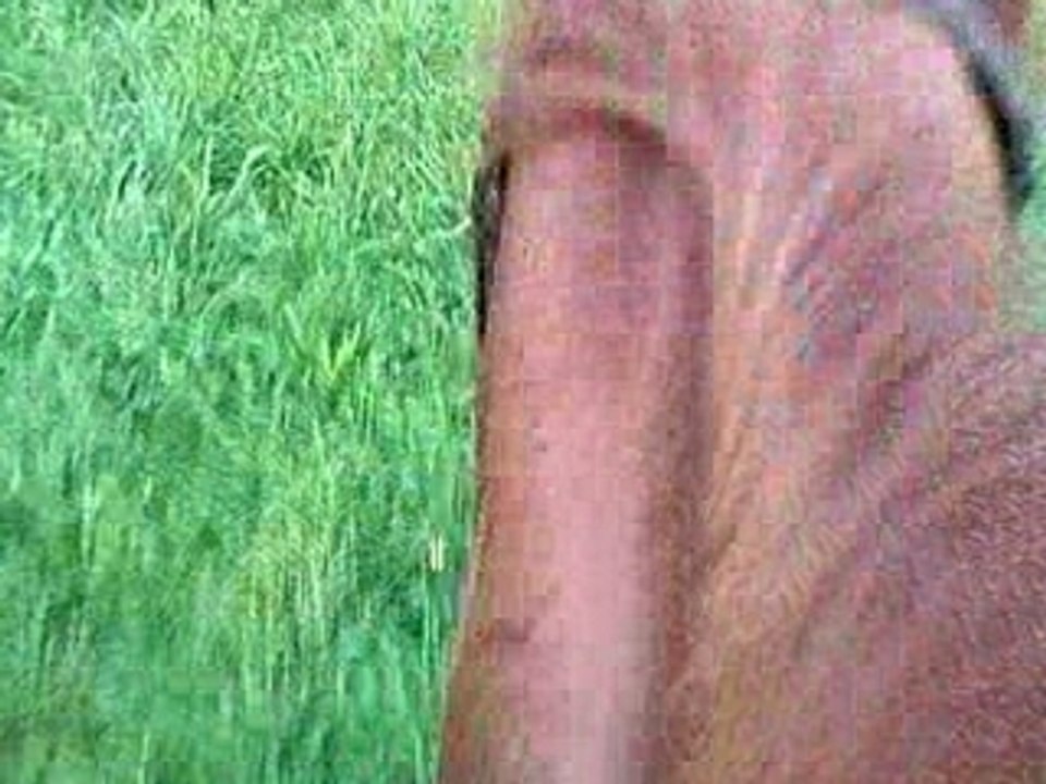 SV_A0004