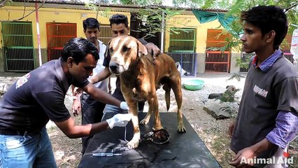 Dog’s paw destroyed by hunter’s trap but his courage prevails