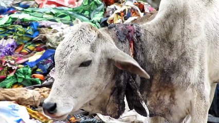 Dramatic rescue of injured calf from garbage dump