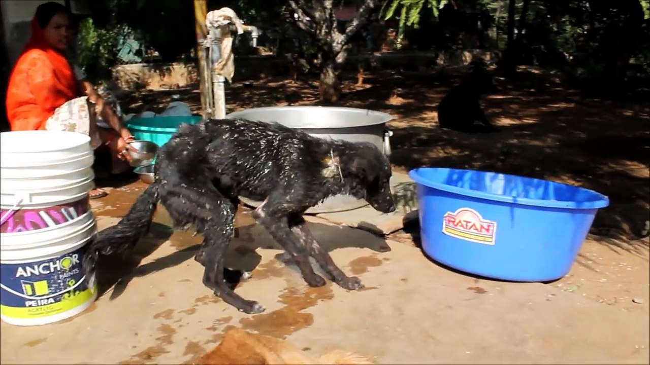 First steps for Daisy after injury