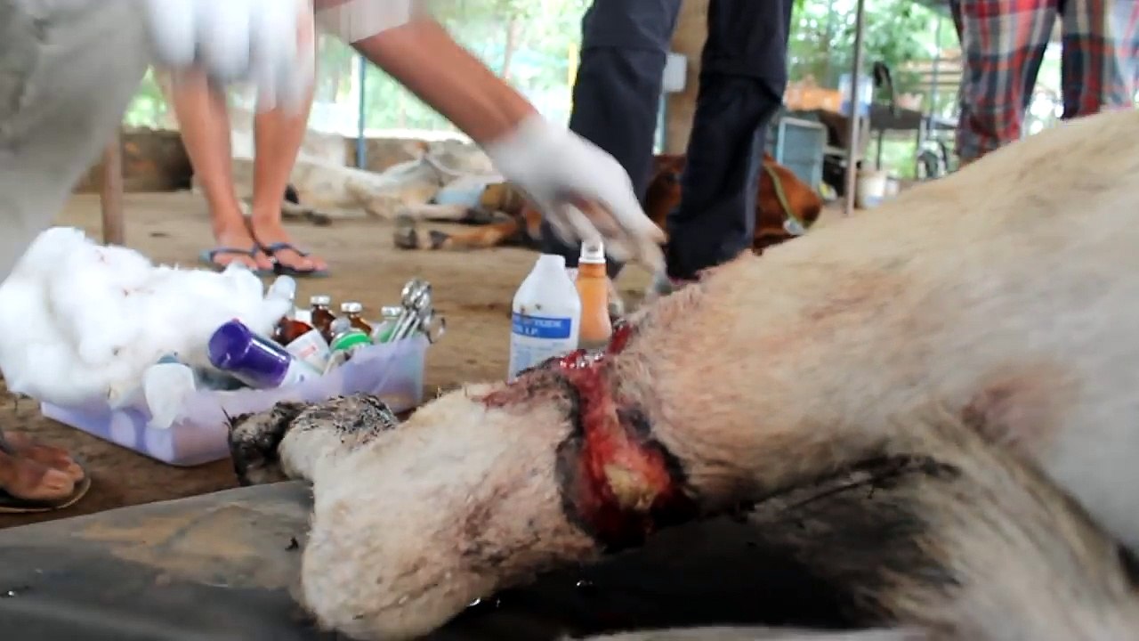 Horrendously abused donkey now in loving sanctuary