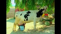 Teach Kids Arabic- Song About Farm Animals | أغنية أطفال في مزرعتنا حيوانات