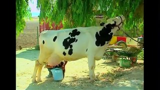 Teach Kids Arabic- Song About Farm Animals | أغنية أطفال في مزرعتنا حيوانات