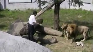 Crazy Man Jumps Into Lion Enclosure At The Taipei Zoo In Taiwan And Gets Attacked