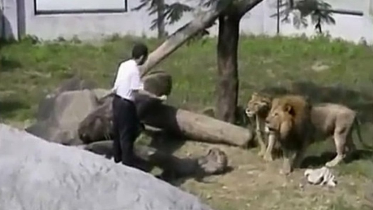 Crazy Man Jumps Into Lion Enclosure At The Taip...