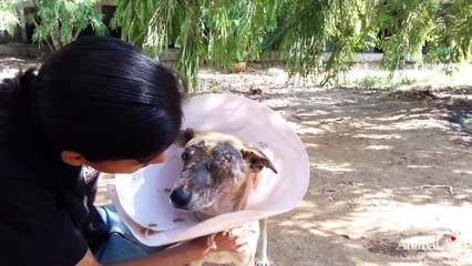 Injured rescue dog Isobel makes fast recovery