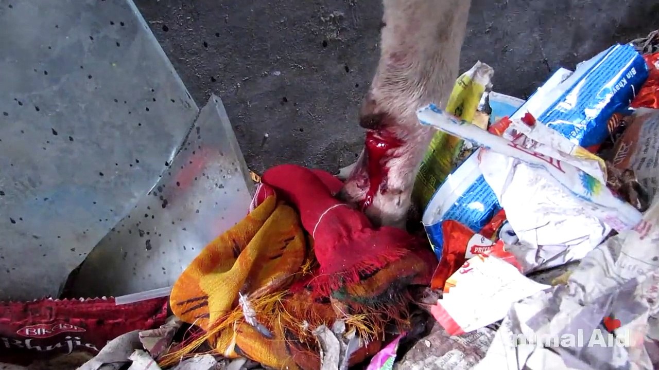 Mother dog bleeding from glass cut rescued