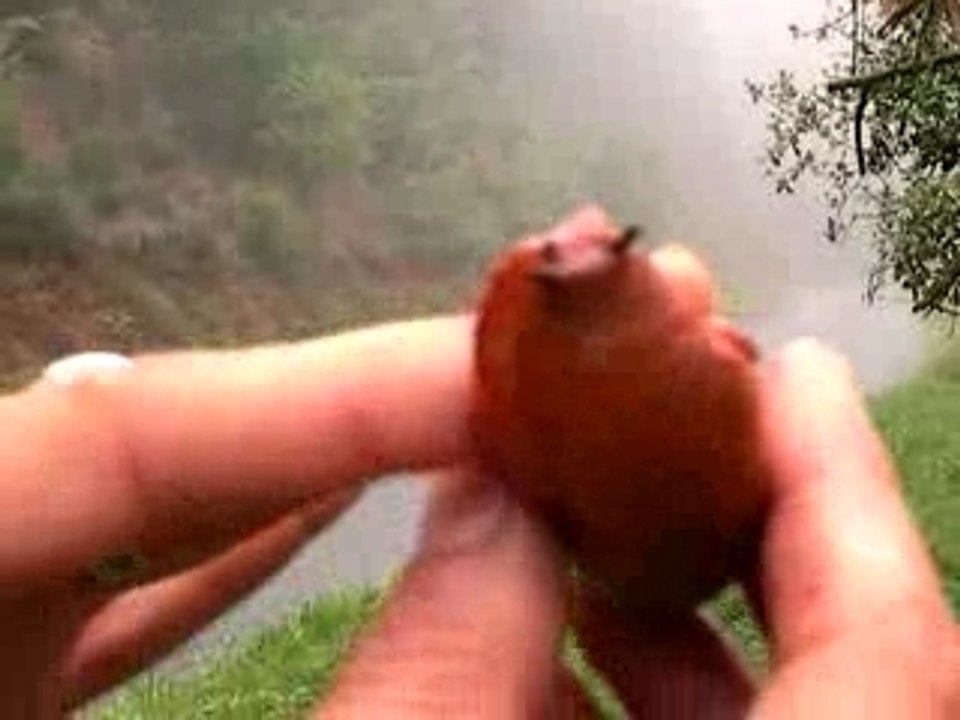 Limace orange de correze
