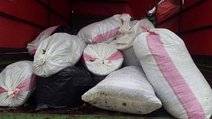Operacioni antidrogë në Krujë: 1.3 ton kanabis i sekuestruar - Top Channel Albania - News - Lajme