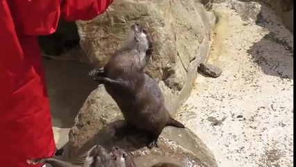Oh god I want the fish,please give me the fish