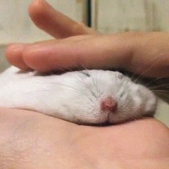 Petted until pancake