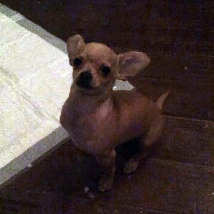 OMG SO CUTE!!!(MUST WATCH)