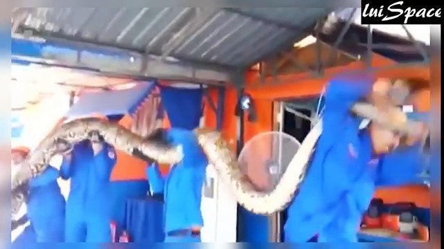 Las 5 Serpientes Más Grandes del Mundo