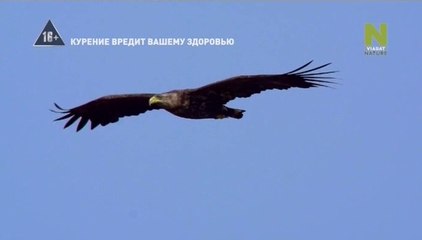 Дикий Север. Лес / Wild North (2015)