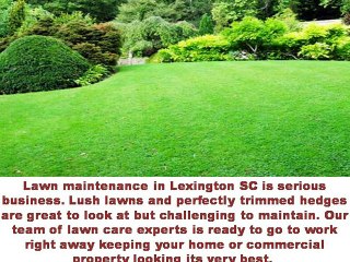 Best Lawn Care Lexington Within Affordable Price
