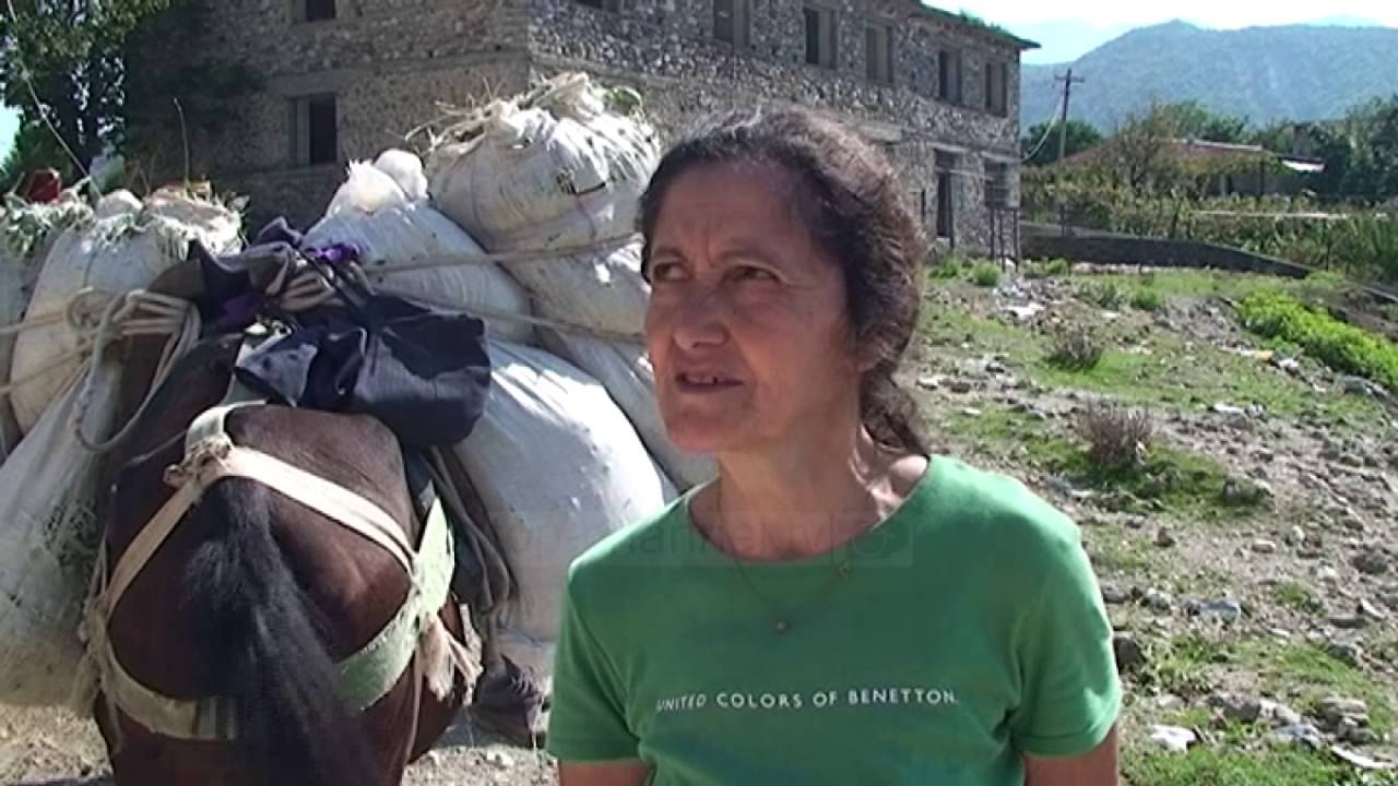 Gjirokastër, bimët medicinale dëmtohen gjatë verës - Top Channel Albania - News - Lajme