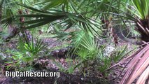 Talking to Lions, Tigers and Cougars! - Big Cat Rescue, Tampa FL