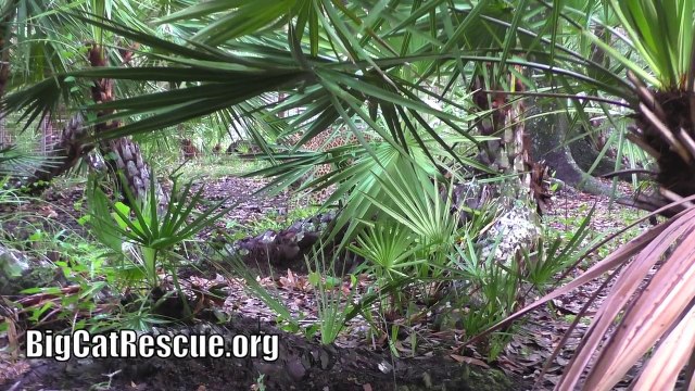 Talking to Lions, Tigers and Cougars! - Big Cat Rescue, Tampa FL