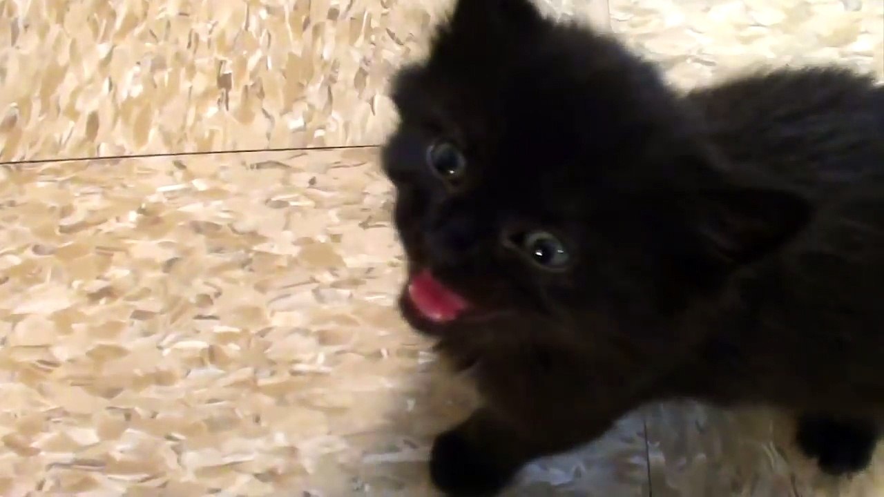Tiny Kitten - BIG Meow!