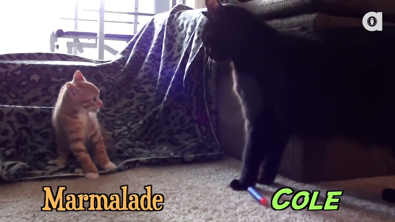 When Cole Met Marmalade...