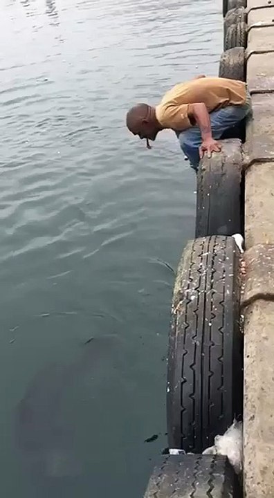traind shork