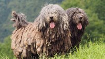 10 Most Unusual Dog Breeds In the World