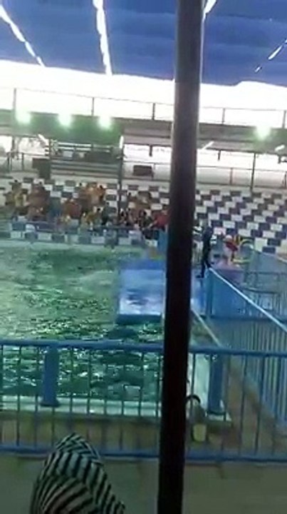 PAF Karachi Dolphin Show1