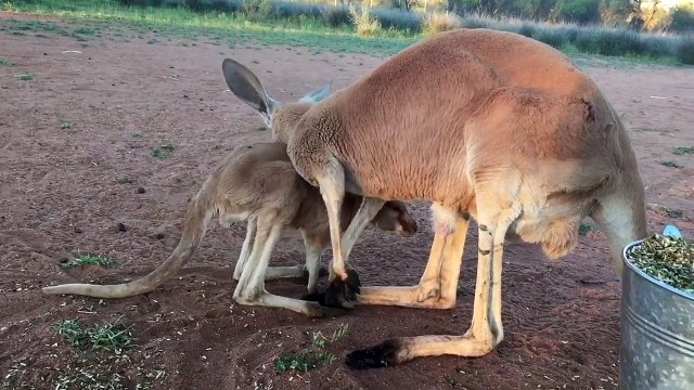 Ce bébé Kangourou rentre dans la poche de sa mère, il est pas un peu grand?!