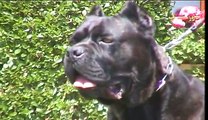 Rottweiler Cane Corso Dogo Argentino Video Dailymotion