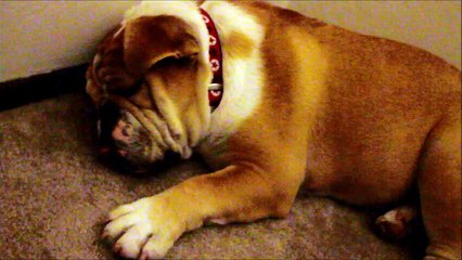 English Bulldog Lip Snoring