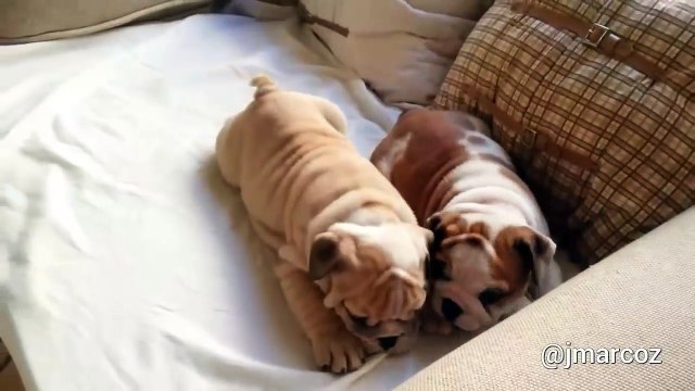 English Bulldog puppies adorably play together