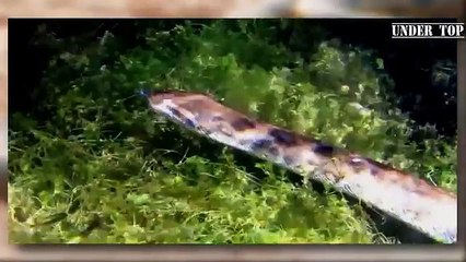 Ataques De Anacondas Gigantes Captados En Cámara