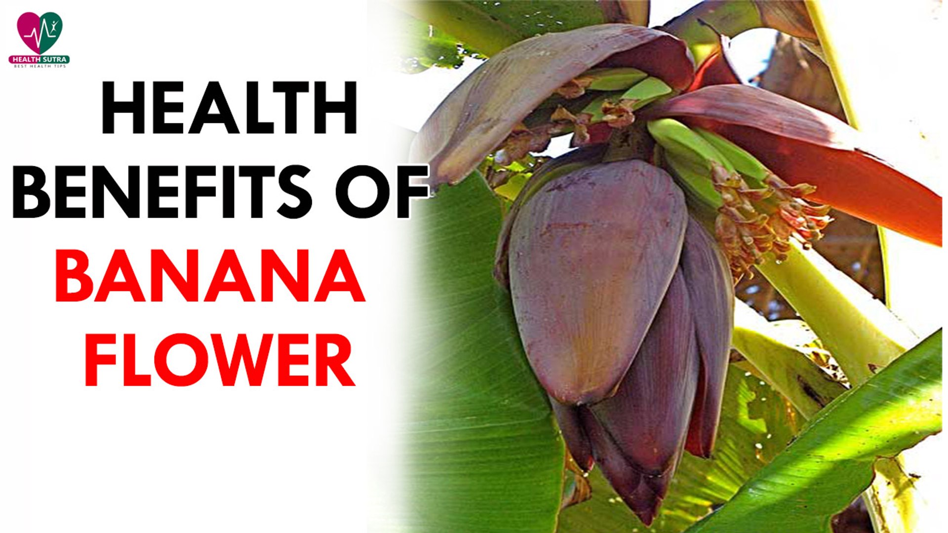 Health Benefits Of Banana Flower Health Sutra Video Dailymotion,Turkey Legs From Disneyland