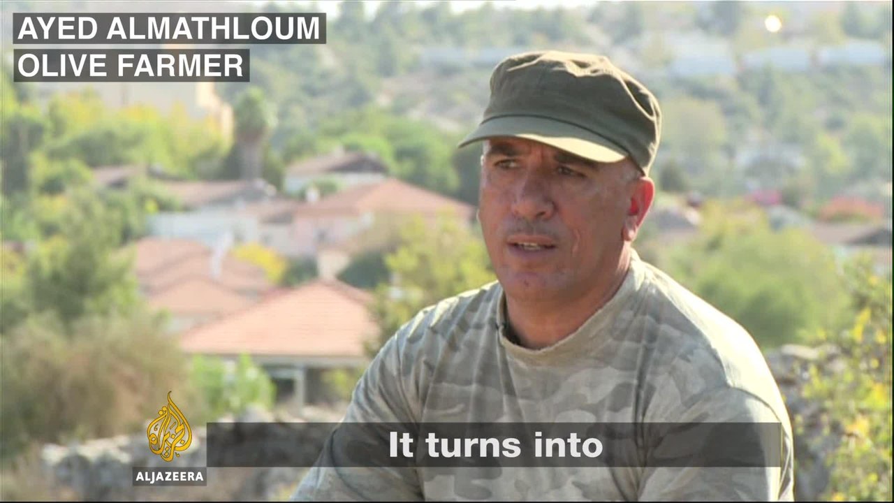 Palestinian olive farmers struggle to survive