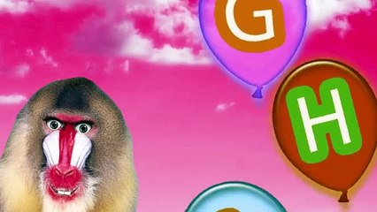 ABC Song (Mandrill Monkey)