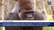Le gorille échappé du zoo de Londres a abusé de la boisson