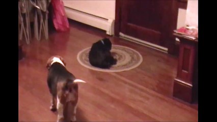 Hey regarde une balle... Enorme le chien