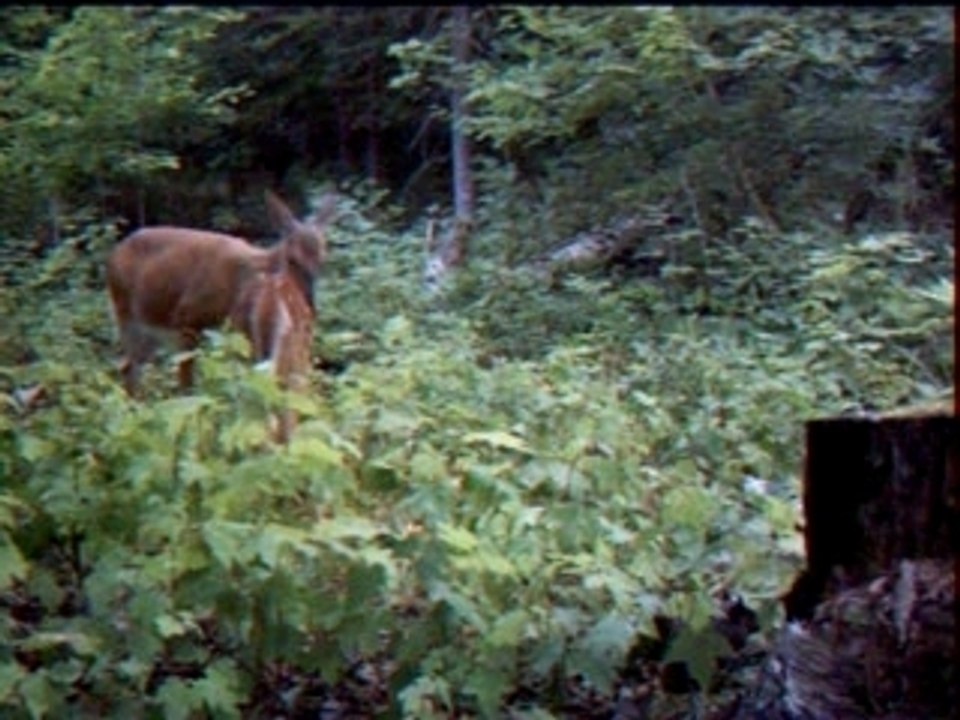 Highway Property Deer