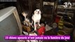 Bretagne : 89 animaux sauvés par 30 Millions d'Amis