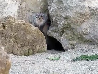 Funny Videos @fun bestvids • When I'm home alone and someone knocks on the door -9nbxKAi83HM