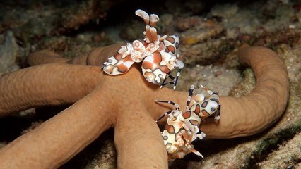 Meet the Psychedelic Shrimp That Power-Lifts Starfish