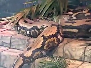 Dünyanın En Büyük Yılanı