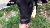 Calf sucks man's finger like udder